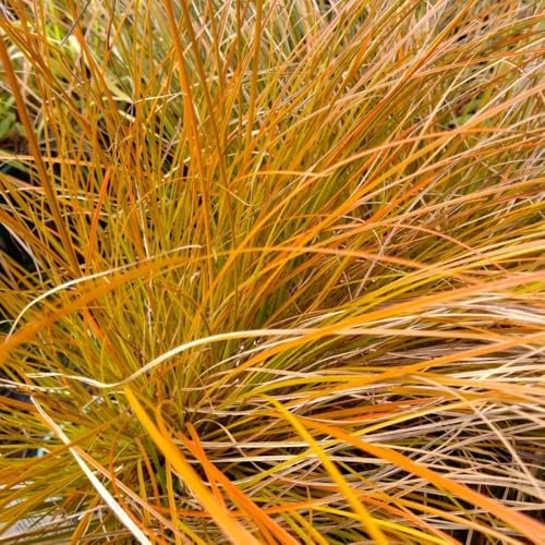 Carex Testacea Hardy Perennial - Orange-Bronze Foliage - Evergreen Ornamental Grass – 1x 3 Litre Potted Plant by Thompson & Morgan