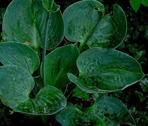 10 semi di Millennium Hosta semi! HARDY!