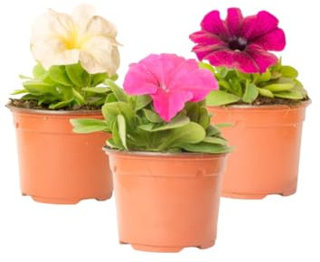 Verdecora Petunia | Planta natural de exterior | Flores con forma de trompeta | Perfecta para balcón, terraza o jardín (Pack 3 Maceta de 11cm)