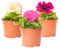 Verdecora Petunia | Planta natural de exterior | Flores con forma de trompeta | Perfecta para balcón, terraza o jardín (Pack 3 Maceta de 11cm)