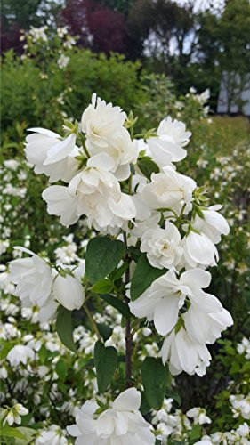 gefüllter Duftjasmin Phildelphus Snowbelle 60-80 cm im 5 Liter Pflanzcontainer