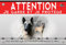 Panneau métal Attention au chien malinois noir