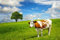 adrium Acryl-Bild 80 x 50 cm: Kuh und Feld mit frischem Gras(14736330)