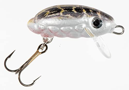 Wobbler Jaxon HS Käfer Schwibchen