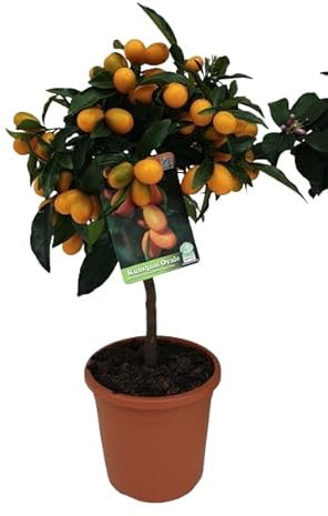 Naranjo enano Natural Cosecha Kumquats Dulces Directamente de tu Jardín