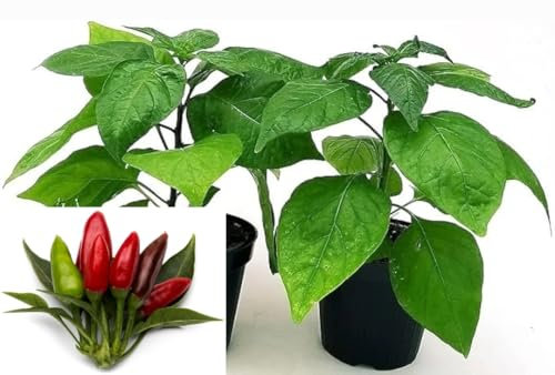 POWERS TO FLOWERS - PEPERONCINO PICCANTE ETNA RED, 2 PIANTE, Vaso 10cm, piante vere