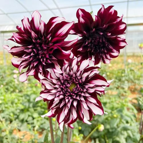 6 pcs dahlienknollen kaufen, zwiebeln winterharte pflanzen für garten winterlinge zwiebeln winterhart mehrjährig dahlien knollen winterfeste pflanzen für kübel bienenwiese winterharte