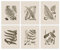 Vintage Farn Print Wall Art Set - 6 Stück Perfekt für Schlafzimmer, Wohnzimmer, Bad & Home Office - Botanisches Farnblätter Design (8 x 10)