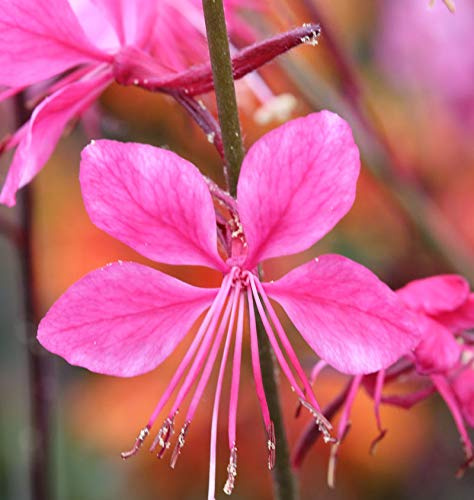 Prachtkerze Gambit Pink - Gaura lindheimeri - lebende Gartenpflanze aus den Baumschulen