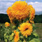 Graines de tournesol géant Sungold (Helianthus annuus) Graines de 30