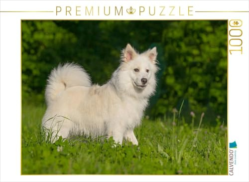 CALVENDO Puzzle Selbsbewusster Islandhund | 1000 Teile Lege-Größe 64 x 48 cm Foto-Puzzle für glückliche Stunden
