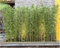 Separé da esterno Albero di bambù artificiale per esterni 1,5 m di altezza, Pianta dell'albero finto per lo schermo decorativo per la privacy(10 Pack,1.8m/5.9ftTall)
