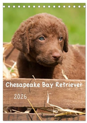 Chesapeake Bay Retriever 2026 (Tischkalender 2026 DIN A5 hoch), CALVENDO Monatskalender: In diesem Kalender wird eine der insgesamt 6 Retrieverrassen präsentiert. (CALVENDO Tiere)