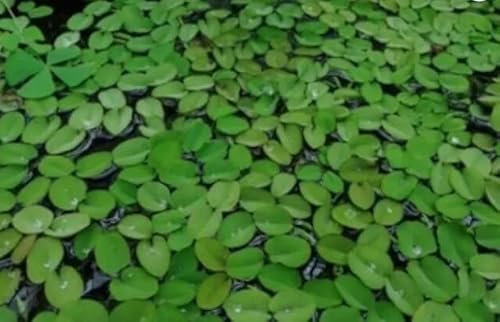 Water Spangles - Salvinia Natans Floating Aquarium Tropical Plant Shrimp Safe (50)