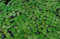 Water Spangles - Salvinia Natans Floating Aquarium Tropical Plant Shrimp Safe (50)