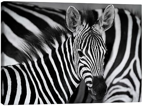 Posterlounge Zebra schwarz-weiß Leinwandbild von HADYPHOTO 40 x 30 cm Schwarz-Weiß Wandbilder Wanddeko
