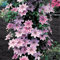 CFGRDEW Clematis winterhart mehrjährig pflanzen - Clematis winterhart mehrjährig immergrün-8knollen-J