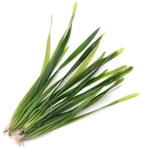 K2AQUA 5 X Vallisneria Americana Vallis Live Aquarium Plant Aquatic Grass Ideal for Freshwater Tropical Aquascapes