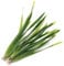 K2AQUA 5 X Vallisneria Americana Vallis Live Aquarium Plant Aquatic Grass Ideal for Freshwater Tropical Aquascapes