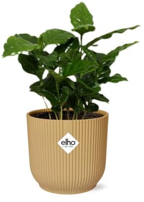 Coffea Arabica in Vibes Fold gelb - 25cm - Ø14cm - Zimmerpflanze - Immergrün