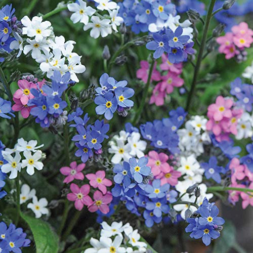 Forget-Me-Not Myosotis Sylvatica Garden Plant Hardy Perennial Flowering Garden Plant Easy to Grow Your Own 30x Garden Ready Plants by Thompson and Morgan