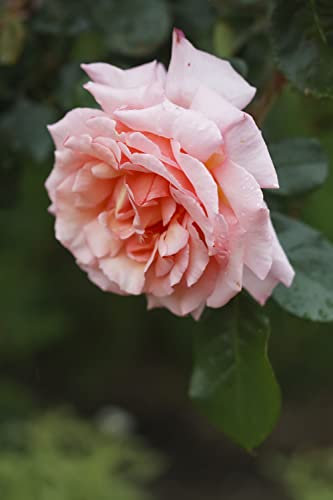 Climbing Rose Plants, 'Compassion', 1 x Full Plant in 4 Litre Pot, Rose Bush, Garden Roses, Garden Ready and Ready to Plant, Premium Quality Roses