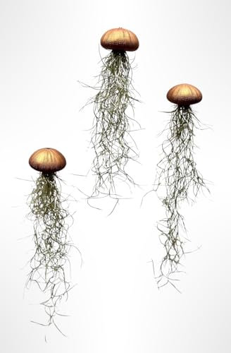 Tillandsien Luftpflanzen 3er Set – Quallenpflanzen mit bronzefarbenen Seeigeln – Echt & pflegeleicht – Bromeliengewächse mit Spanischem Moos – Halterung für Zuhause – Trendyairplants