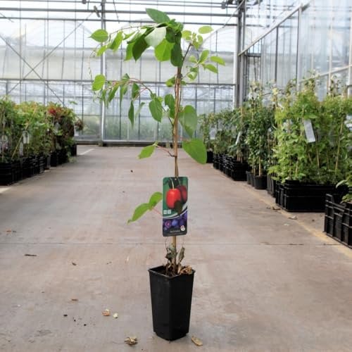Kiwi 'Ken's Red' Hardy Kiwi Vine - Sweet, Red-Fruited Baby Kiwi, High-Yielding, Frost Hardy to -15°C, Ideal for Trellises & Pergolas - 1x 2 Litre Potted Plant by Thompson & Morgan