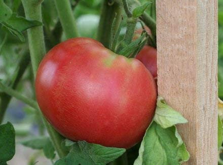 Seeds 30 Seeds of Red Rose - Tomatoes Late Season: Only Seeds