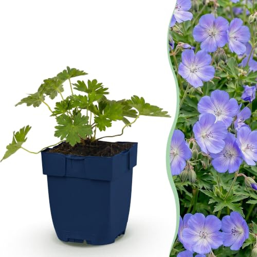 Green boutiQ - Plante vivace - Géranium 'Rozanne' - Géranium rampant - Couverture de sol - Bleu - 3 Plantes - Pot 11cm - Hauteur 15-25cm