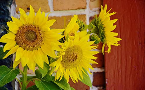 PUZZLECABIN Erwachsenenpuzzle 5000 Teile Puzzle Sunflower 3 Pädagogisches intellektuelles Dekompressionsspielzeugpuzzle Lustiges Familienspiel für Erwachsene und Kinder