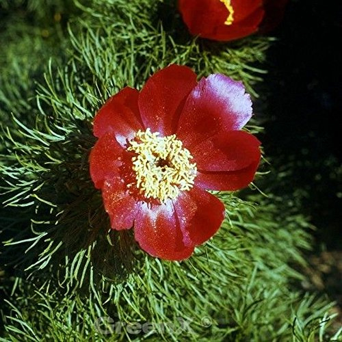 Netzblatt Pfingstrose - Paeonia tenuifolia - lebende Gartenpflanze aus den Baumschulen