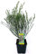 POWERS TO FLOWERS - GINESTRA BIANCA, pianta vera