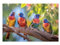 GRAZDesign Glasbild Papageien Tier in der Natur Afrika Wandbild aus Glas für Wohnzimmer, Küche, Flur oder Büro - 100x50cm