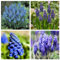 Bulbos de jacinto Plantas perennes de jardín para principiantes Plantaciones en macetas Decoraciones-4bulbos-B