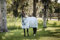 Amigo Bug Rug XL Plus, Azure Blue/Navy &Electric Blue, 145
