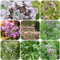 semillas de mejorana organica Plantas decorativas, plantas perennes, resistentes de jardin, Plantas en macetas Planta de mejorana Resistente semillas de hierbas semillas de 200pcs