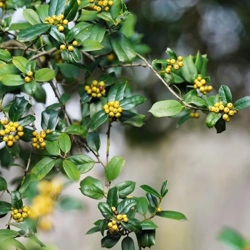 300 pcs Stechpalme Pflanze Samen, blumen garten, pflanzen winterhart Holly, Ilex aquifolium, stauden winterhart, samen winterhart biosaatgut, exotische pflanzen winterhart bonsai bäumchen
