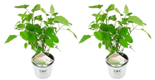 GARDENZO Hydrangea arborescens 'Strong Annabelle'®, Schneeball-Hortensie, Weiße Blüten, Winterhart, 40-60 cm, 19 cm Topf (1)