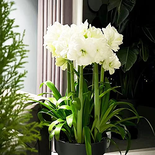 Amaryllis, sommerblumen gartendeko für draußen zierblumen gartenpflanzen 6zwiebeln