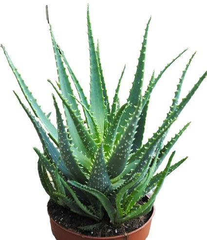Aloe arborescens,große kräftige Heilaloe,20er Topf,ca.30-35cm hoch,Heilpflanze!