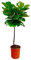 Trendyplants - Ficus Lyrata sur tige - Plante de tabac - Plante d'intérieur - Hauteur 120-140 cm - Taille du pot Ø24cm