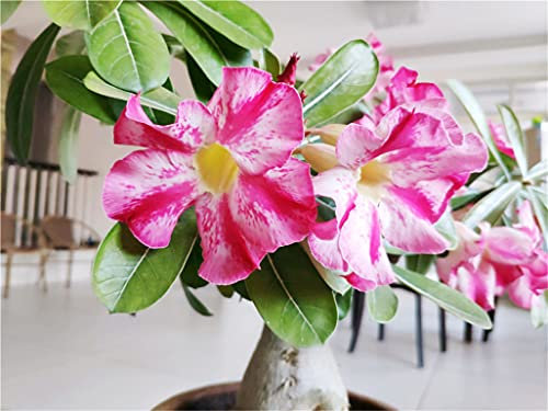 Rosa del deserto, bulbo di rosa del deserto, una bella pianta adatta a scopo ornamentale, può essere piantata in vaso o in terra:Seeds only
