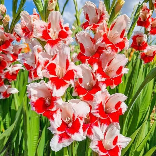 100 graines de fleurs de glaïeul
