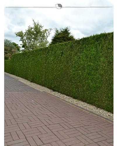 Lebensbaum Brabant 160-180 cm. 12 Heckenpflanzen. Immergrüner Sichtschutz Zaun