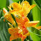 PAKCELL Canna Knollen winterhart/indisches blumenrohr knollen - Schöner Gartenblume, in Vielzahl von Farben erhältlich-1knollen-C