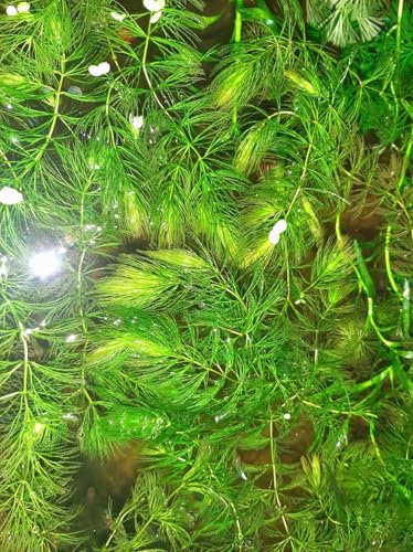 Live Hornwort Ceratophyllum Demersum, Large Bunch, Oxygenating Aquarium Plant