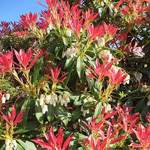 YouGarden Pieris 'Forest Flame' in 9cm Pot, Ready to Plant