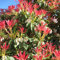 YouGarden Pieris 'Forest Flame' in 9cm Pot, Ready to Plant