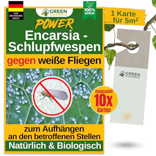 GREEN GUARDIA Encarsia Schlupfwespen gegen weiße Fliege – 10x Karten für 50m² - Natürlich weiße Fliegen bekämpfen, ideal für Innenräume & Gewächshaus, chemiefrei & sicher